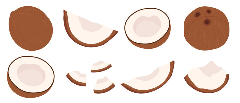 Coconut clip art set with whole tropical fruit cut halves and sliced wedges isolated on white background for organic food packaging cosmetics branding and summer juice bar menus