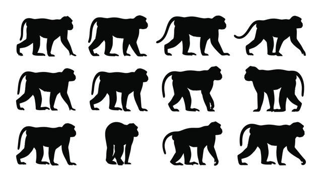 Monkey silhouettes walking in different poses