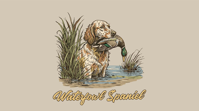 Vintage waterfowl spaniel hunting dog retrieving mallard duck in marsh reeds, hand-drawn engraving style graphic for apparel and outdoor branding