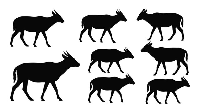 Black silhouette of goats walking