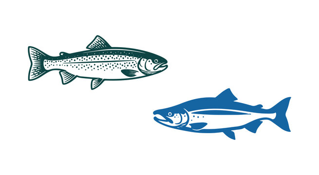 Illustration of trout. A monochrome sketch of salmon, hand-drawn. Nerka sea fish depicted in an engraved art style. Graphic drawing of sockeye. A collection of various fish for packaging or labeling