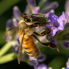 Fototapeta premium bee on a flower