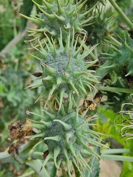 the Castor Bean (Ricinus communis) plant and seedballs