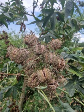the Castor Bean (Ricinus communis) plant and seedballs