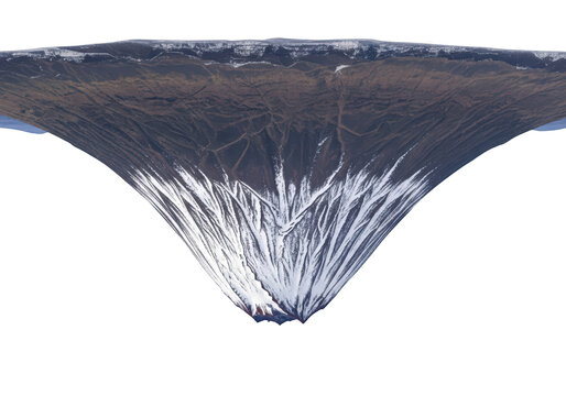 Close up of whale tail fin.