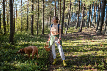 Obraz premium Positive woman mushroom picker enjoying time outdoors on summer day picking Boletus mushrooms in forest, cheerful female pet owner on daily walk with Vizsla dog in woodlands, active healthy pastime.