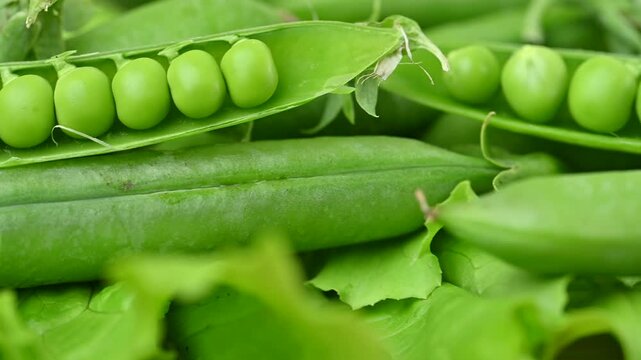 video of young green peas