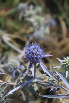 Watling Street thistle, field eryngo or sea holly wild plant