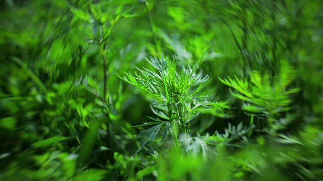 Wormwood plants with dreamy swirling bokeh