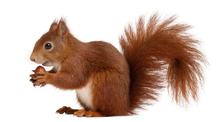 Red squirrel holding a nut in its paws © Paul