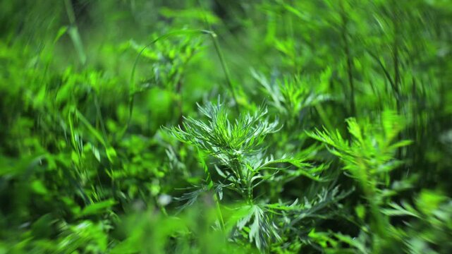 Wormwood plants with dreamy swirling bokeh