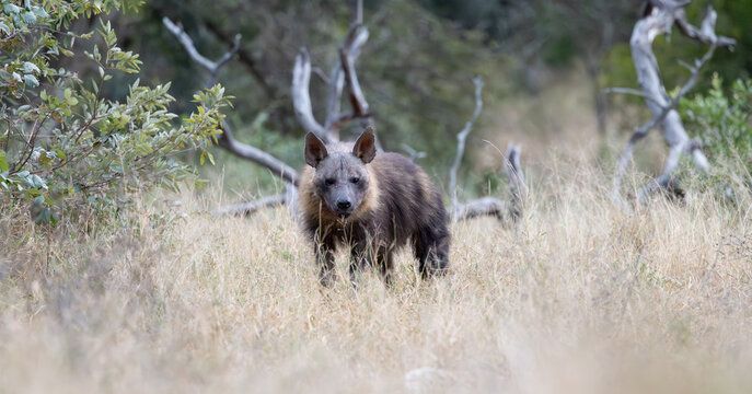 a rare Brown hyena close-up in the bushveld