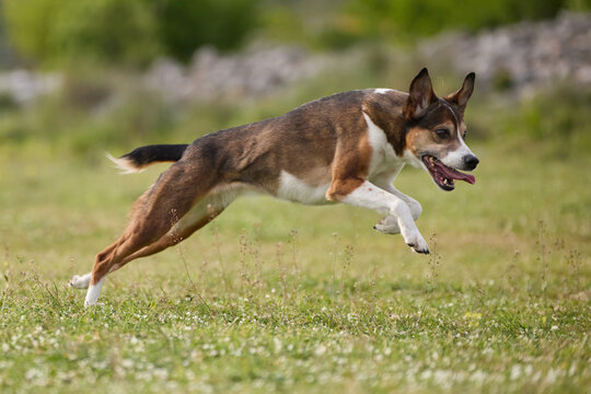 A mixed breed dog leaps across grassy field outdoors. Dynamic athletic movement creates exciting action atmosphere.