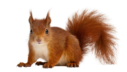 Fluffy red squirrel with bushy tail, isolated on transparent background © Aliona