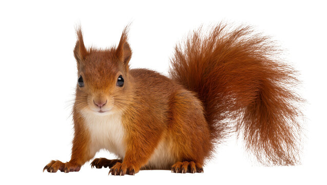 Fluffy red squirrel with bushy tail, isolated on transparent background