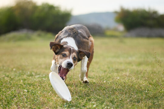 A mixed breed dog carries frisbee while running outdoors. Athletic movement and playful activity create cheerful atmosphere.