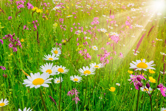 Bunte Fr&uuml;hlingswiese mit Textraum und vielen Blumen im Gegenlicht der Sonne - FOTOMONTAGE