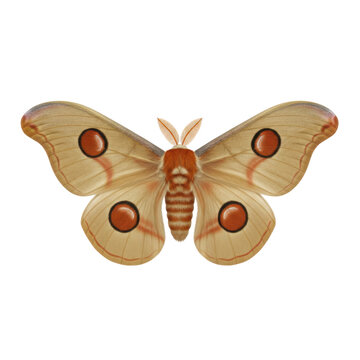Detailed of a Large Pale Brown Moth