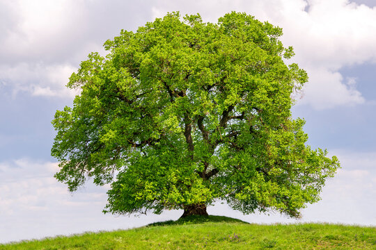 Eine gro&szlig;e alte Linde als Einzelbaum auf einem H&uuml;gel in Bayern