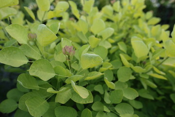Cotinus coggygria Foliis Purpureis - drzewo dymne, perukowiec © Bagatela