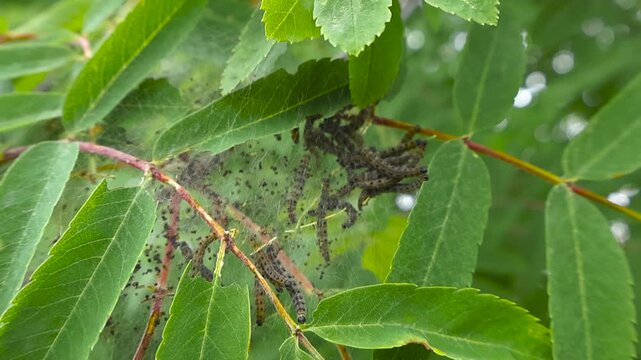 Numerous ermine moth caterpillars crawling and writhing inside their protective communal silk web built around the vibrant green leaves of a rowan ash tree, a serious agricultural pest