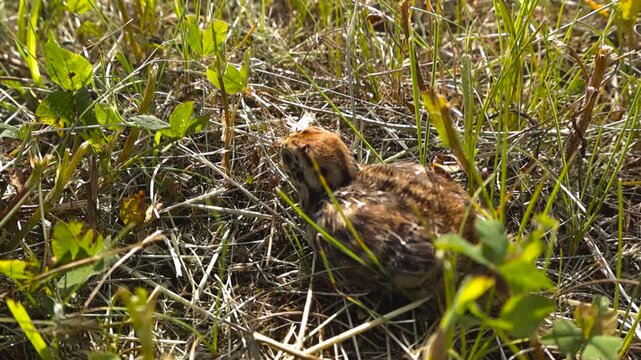 Tiny grey partridge chick resting perfectly camouflaged in the wild green grass of a summer meadow. The small fledgling bird is using its brown plumage to blend in with the environment