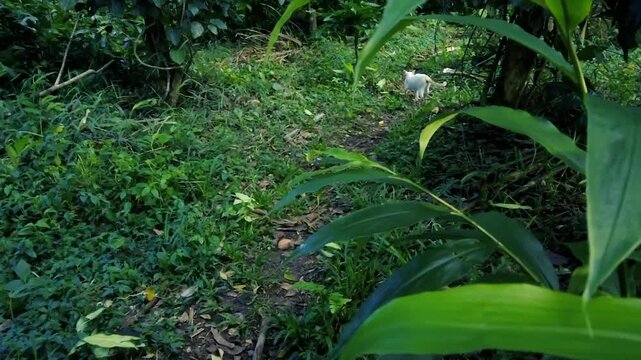 White cat walking away on a dirt path through thick green vegetation in a wild garden