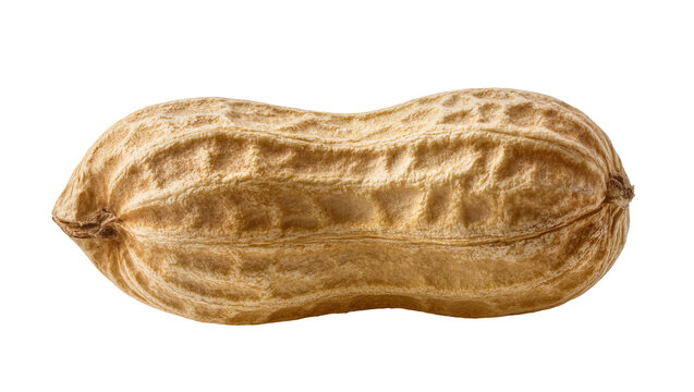 Whole peanut in shell with textured surface, isolated on transparent background