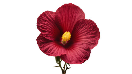 Deep red hibiscus flower with yellow stamen and green stem © Niklas