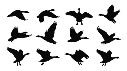 Black silhouettes of geese flying © Tonu