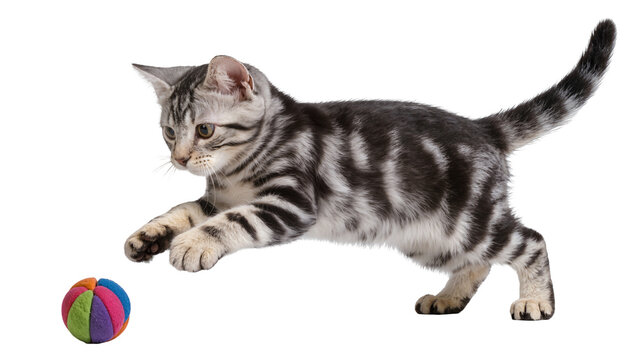 Silver tabby kitten playing with a colorful striped ball, isolated on transparent background