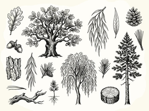 Black ink sketch of oak, pine, and willow tree species with botanical elements, isolated on white background
