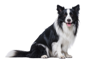 Obraz premium Black and white Border Collie dog sitting with tongue out
