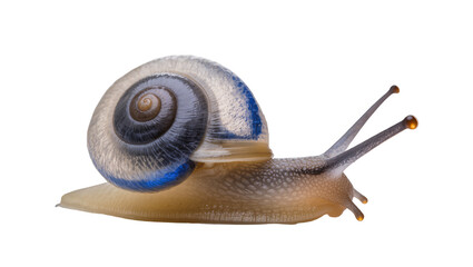 Garden snail with blue stripes on shell and speckled body © Lena