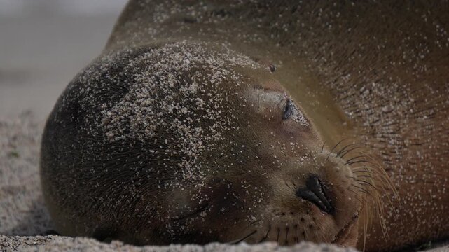 Galapagos sea lion resting covered in sand on San Cristobal beach.