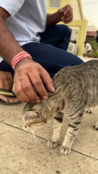 Close up of a man petting a pregnant blind indie stray cat on terrace