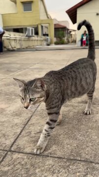A pregnant blind indie stray cat walking on a terrace