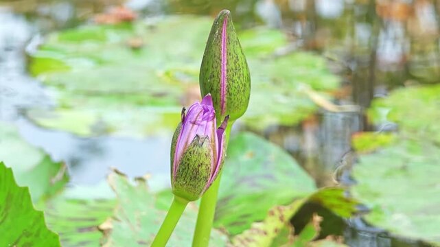 Water lily flower bud with bee in pond.