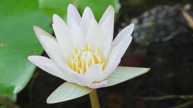 Water lily flower bud with bee in pond.