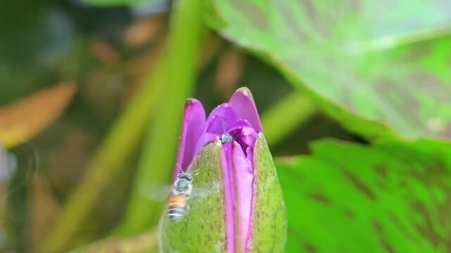 Water lily flower bud with bee in pond.