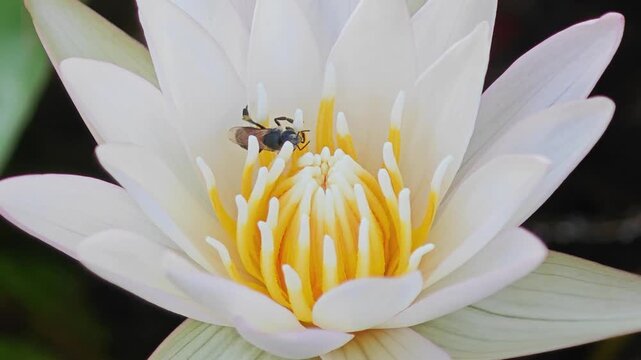Water lily flower bud with bee in pond.