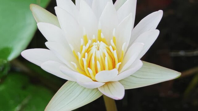 Water lily flower bud with bee in pond.