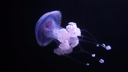 Glow-in-the-dark jellyfish floating in dark ocean water © Sorina