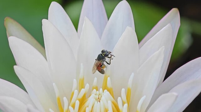 Water lily flower bud with bee in pond.