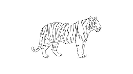 Fototapeta premium Tiger outline connect the dots illustration, line art drawing of a wild cat, educational activity for kids