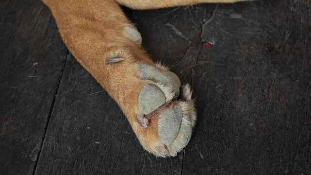 Close up of dog paw.
