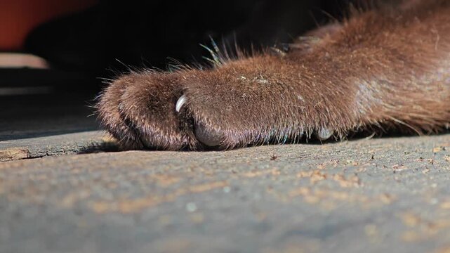 Fuzzy cute brown cat paw.