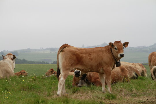 repos dans le Cantal