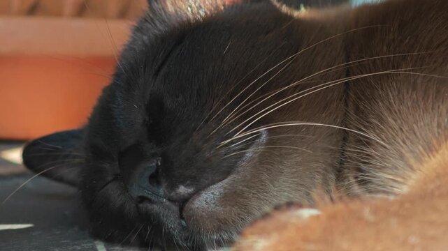 Close up of cute brown cat.