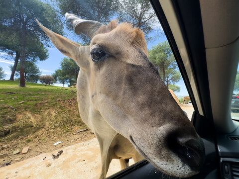 Close up photo of Nilgai Antelope. This large antelope came right up to the side of a car.
